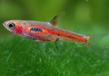 Phoenix Rasbora med