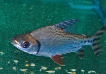 Redflagtail Prochilodus 4 inch
