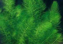 BUNCH MYRIO  GREEN (Min. 12)