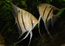 Scalare Angel Colombia med