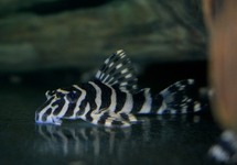 Zebra Banded Plec. L134 sm