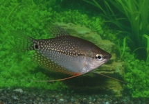 Pearl Gourami 1.25 inch