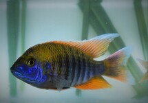 MALAWI CICHLIDS
