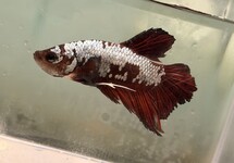 Betta male Samurai Lg