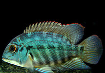 Parrot Cichlid 3 inch