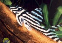 Zebra Plecostomus L46 1.5 inch