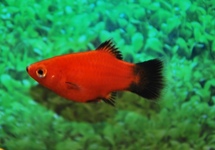 Platy Coral Red Wagtail med