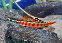 Sumatran Red Neon Goby med