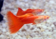 Guppy Male Red Moscow m/l