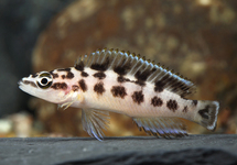 Masked Julidochromis 1.5 inch