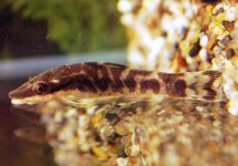Otocinclus Zebra med (Peru)