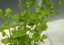 BUNCH BACOPA  AUSTRALIS (Min. 12)