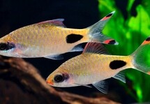 Filament Barb (Mascara) 2 inch