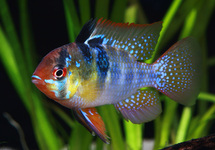 Blue German Ramirezi m/l