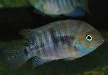 T-Bar Cichlid sm