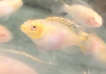 Albino Kribensis 1.0-1.25 inch