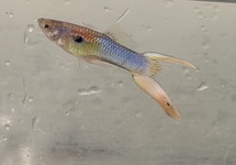 Guppy Male Crown Tail (Ocean Blue) m/l