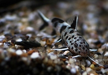 SYNODONTHYS