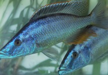 Compressiceps 3 inch