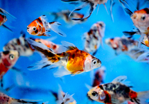 Calico Fans 2.0-2.5 inch