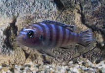 Demasoni 2 inch