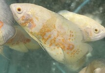 Lemon Oscar 1.5 inch