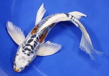 Standard Butterfly Koi 5-6 inch