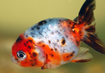 Ranchu Fantail Mix 2.5-3.0 inch