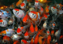 Oranda Fantail mix 2.5-3 inch