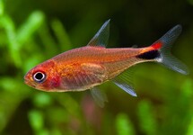 Ruby Tetra med