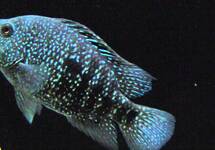 Green Texas Cichlid 6.0 inch