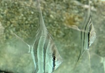 Rio Vichada Altum Angel lg