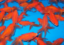 American Red fans 5-6 inch