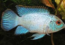 Electric Blue Acara 1.75 inch