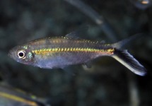 Obliqua Tetra lg