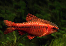 Longfin Cherry Barbs med