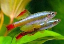 Hi Fin White Cloud Mountain Danio med