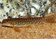 Indian Zodiac Loach med