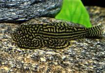 Goldring Butterfly Hillstream Loach med