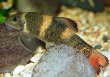 Panda Garra 1.0-1.25 inch