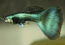 Guppy Male Green Moscow m/l