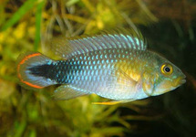 Apist. Pandurini med