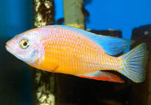 Albino Taiwan Reef 2 inch