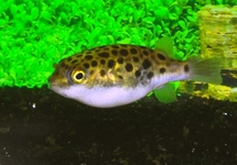 Green Round Spotted Puffer 1.75 inch