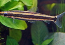 Anostomus Ternetzi med