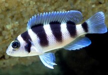 Five-Bar Cichlid 1.5-1.75 inch