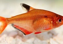 Serpae Tetra s/m