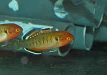 Empire Gudgeon Goby med