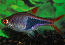 Harlequin Rasbora m/l