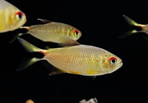 Moenkhausia Pretoensis med